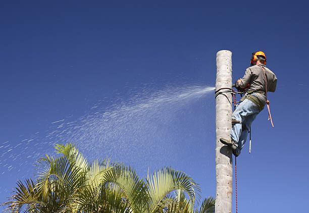 Best Arborist Consultation Services  in Upper Arlington, OH