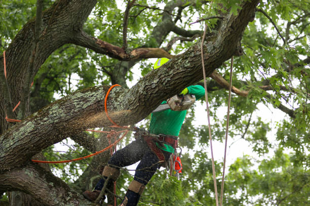Best Tree Risk Assessment  in Upper Arlington, OH