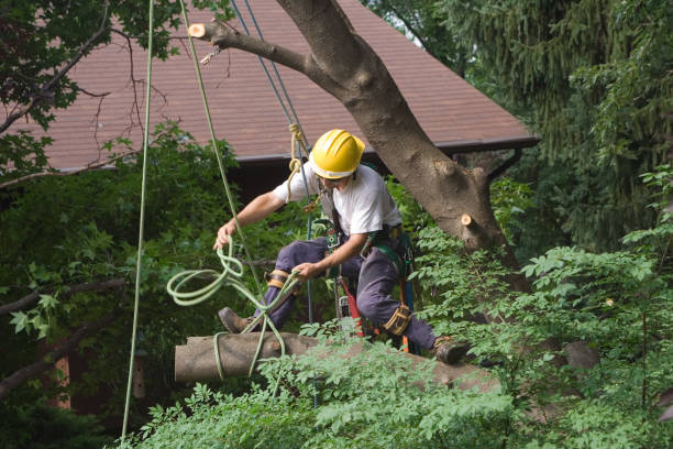 Best Lawn Disease Treatment  in Upper Arlington, OH
