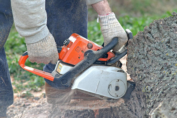 Best Fruit Tree Pruning  in Upper Arlington, OH