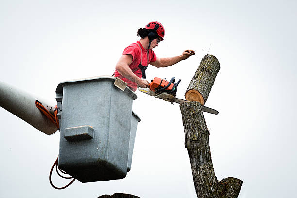 Best Tree and Shrub Care  in Upper Arlington, OH